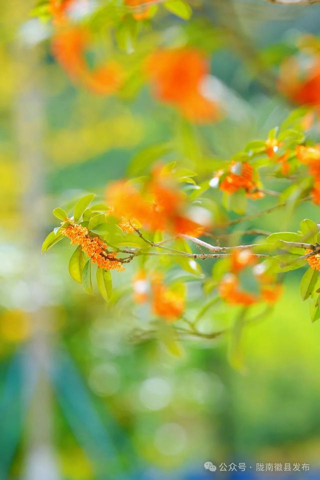 徽县：被桂花签收的秋天