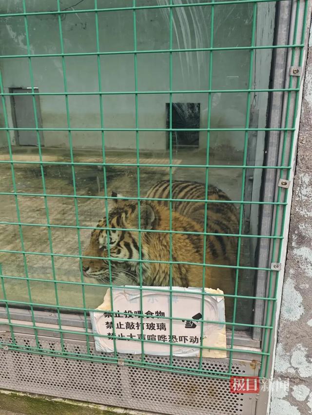 岳阳一处荒废游乐场内藏着一个动物园，门票20元一人，有20多种动物