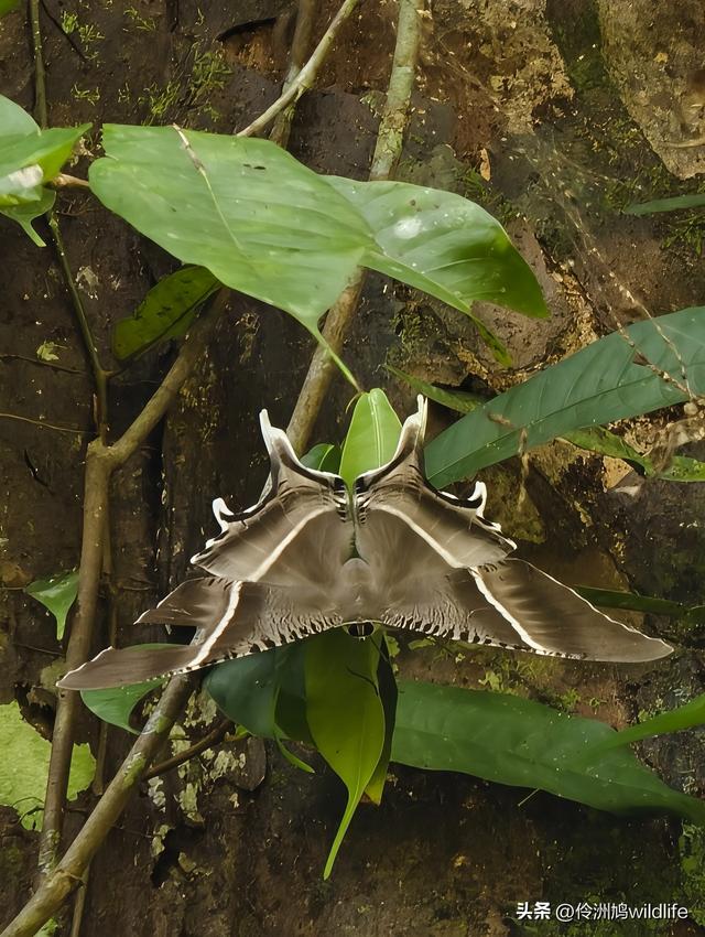 马来西亚(32)砂拉越州⑥世界遗产尼亚洞窟探险