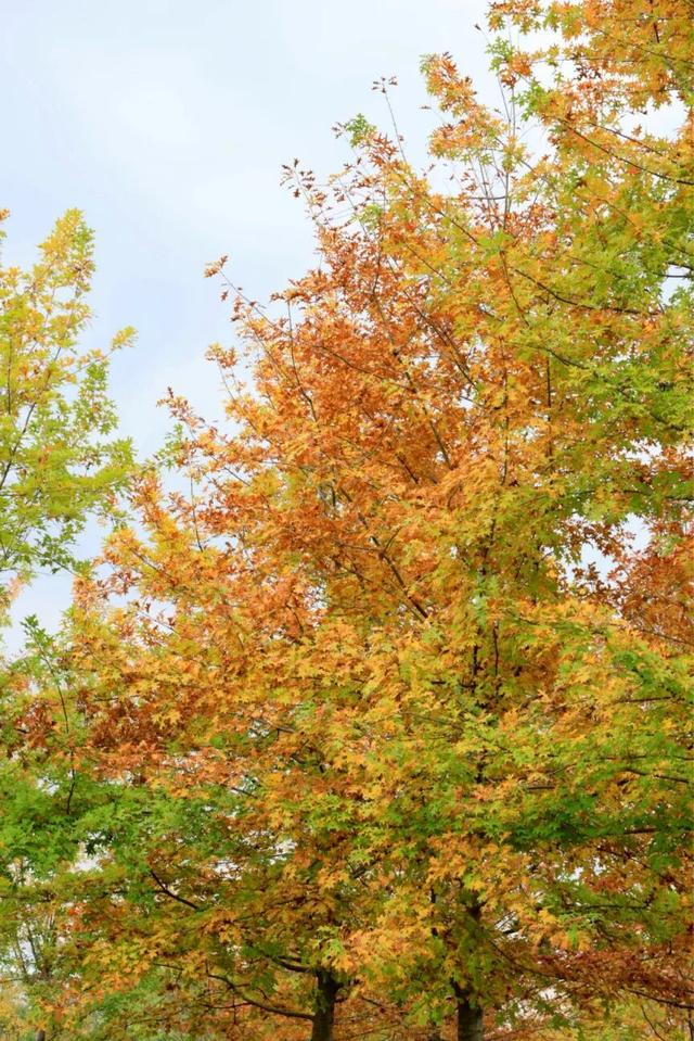 全部免费！成都6个赏红枫好去处推荐，美到犯规！