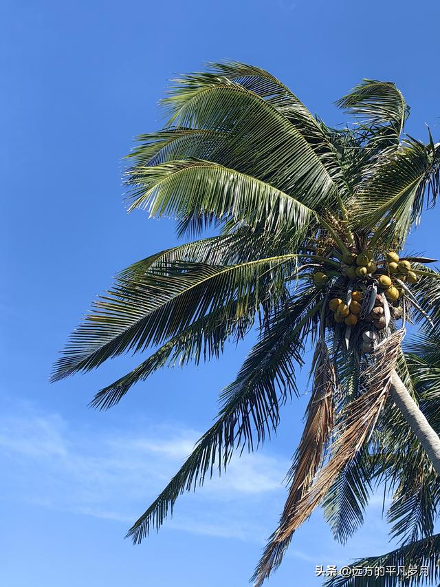 美国最南端的文艺小岛Key West(迈阿密游记四）