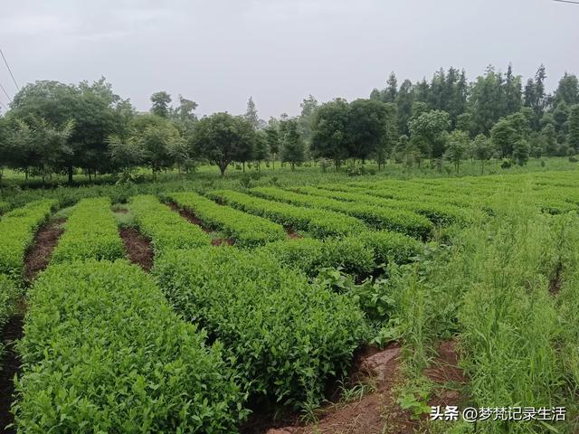 70多岁的老娘像个拼命三郎，一个人在雨天漫步拥抱大自然感觉不错