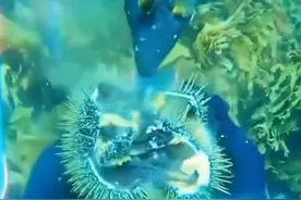 笑麻了！雀鲷鱼给人引路抓海胆原来是世仇！海洋农夫和免费打工仔图片