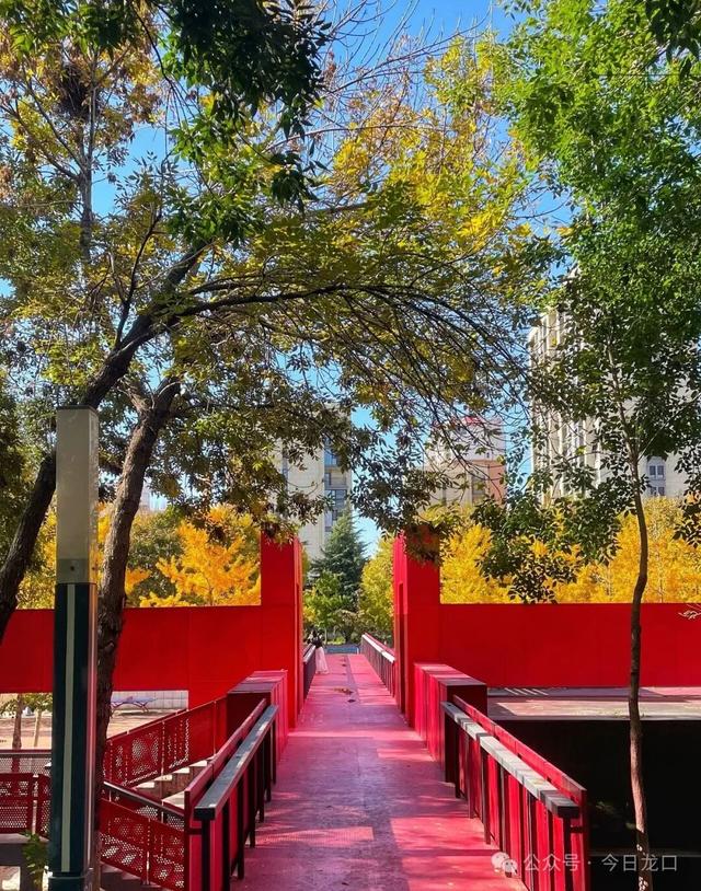 最近，龙口这两个地方美出了新高度！很多人都去打卡~~~