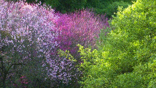 白玉兰绽放、松鼠互动体验，这里有点好玩哦