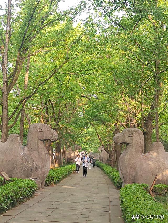 国庆假期，南京钟山风景区开启假期模式，实行交通管制，建议出行