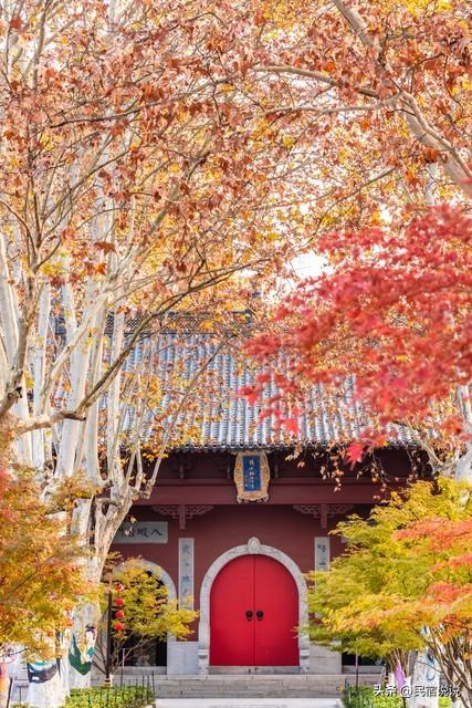 南京栖霞山突然狂圈粉！