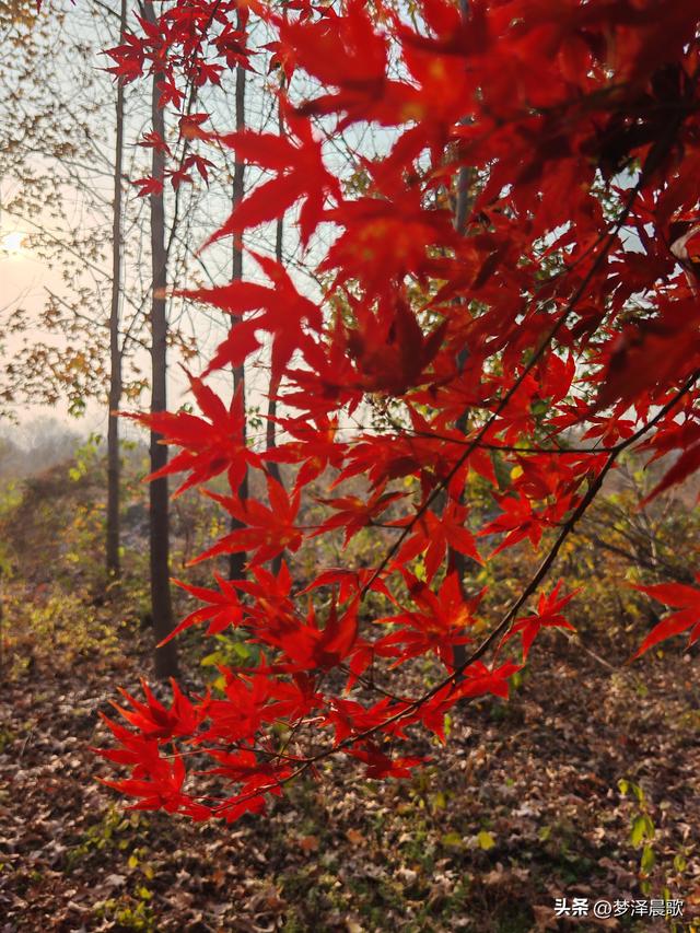 千年古城湖北云梦 冬日暖阳红枫艳