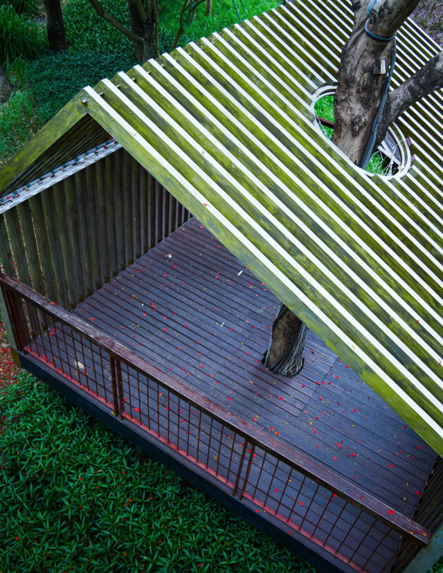 深圳又一生态长廊爆红，被称为现实版“魔法森林”，适合徒步遛娃