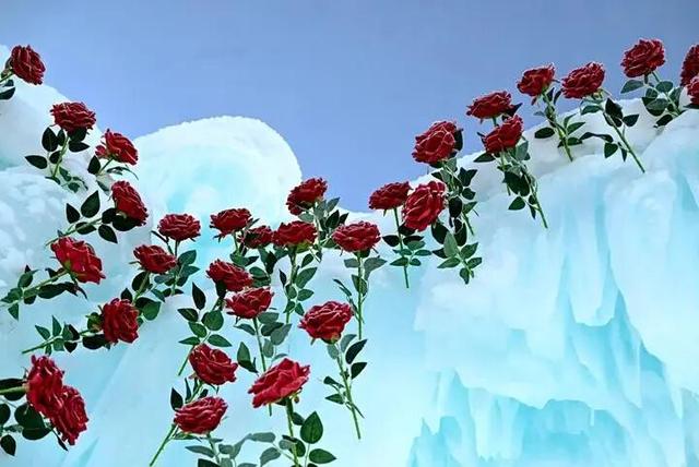 去赏雪，东北和新疆怎么选？速看！