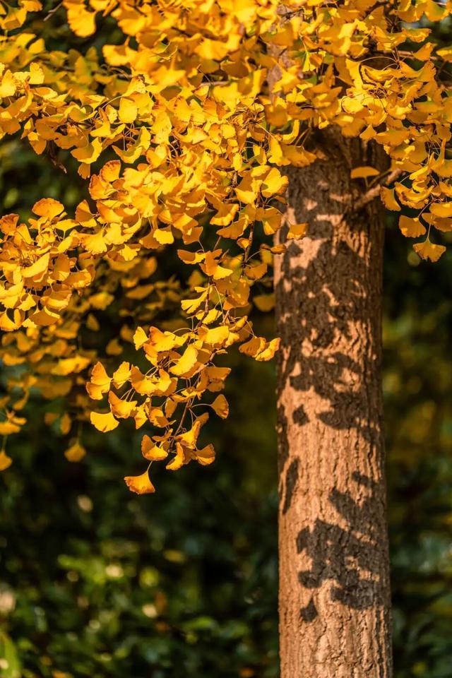 此刻，随手拍洛阳，美景如画！