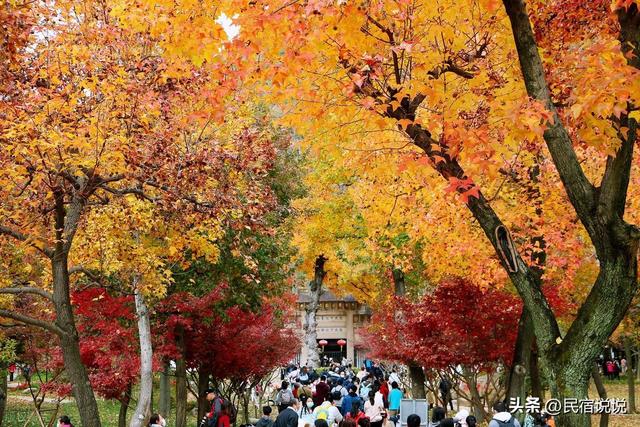 苏州居然还藏着一个“中国四大枫叶胜地”！