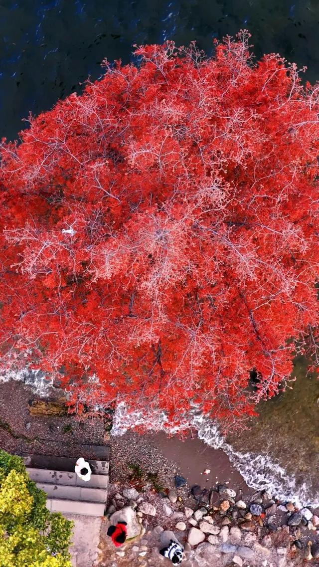 洱海水杉，每天勾我100次