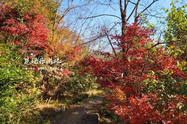 浙江宁波发现一条新的红枫古道，沿途风景犹如油画，拍照太出片