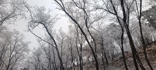 洛宁林海雪后奇观：冰瀑与雾凇的冬日礼赞