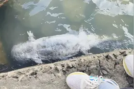 江苏太湖边发现“国宝”娃娃鱼尸体！全身发白有10几斤！哪来的？图片