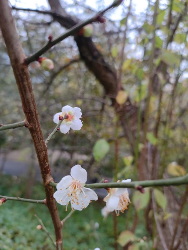 南宁石门公园梅花开成冬日限定的“雪”