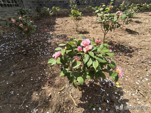 一篇文成就一座山：琅琊山、醉翁亭，我来也