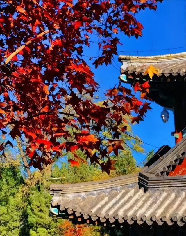 北京香山红叶