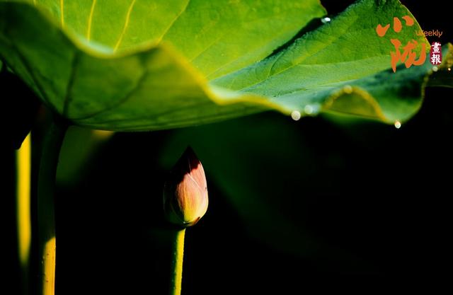 【小陇画报·411期】永靖：太极岛荷花盛开 一池诗意等您来