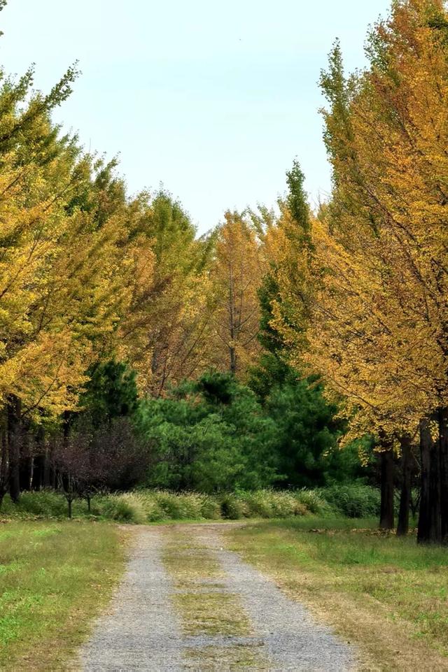 立冬时节，来顺义赴一场银杏之约