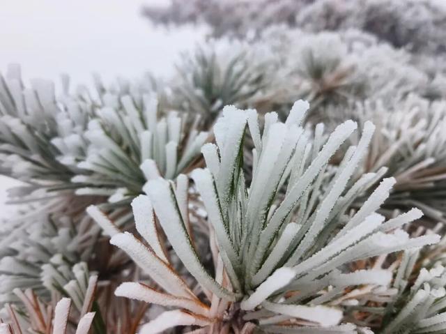 黄山首场雾凇已上线！冬日限定皮肤等你来看！| 皖美冬日 | 第十五届安徽国际文化旅游节