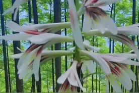 国家二级保护植物 都江堰巨型野百合花谷 真的美到失语图片