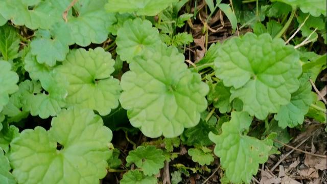 游汉江支流吉河—陕西安康汉江探访一