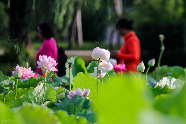 瘦西湖小众赏荷路线：避开人潮，邂逅夏日治愈系“荷”颜悦色
