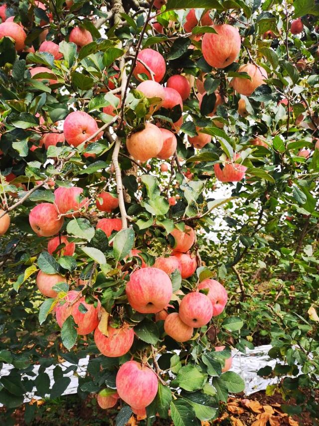 淄博惬意初冬藏在这里！在这座小城慢行，赏水墨山色、品乡村烟火气~