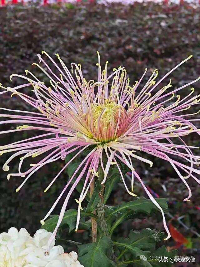 从青丝到白发——河南新野菊展有感