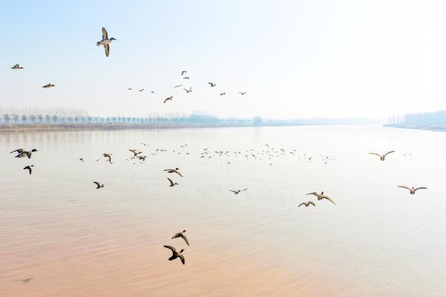 黄河聊城段：飞鸟翔集演绎冬日生态美景