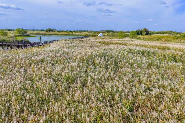 芦花如雪，杭州湾湿地开启“白色浪漫季”