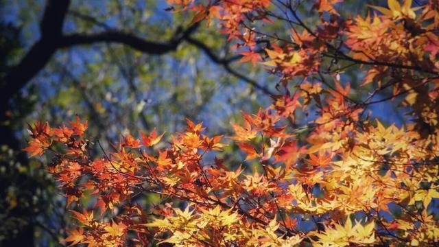武夷山 | 我就说，这才是过日子~