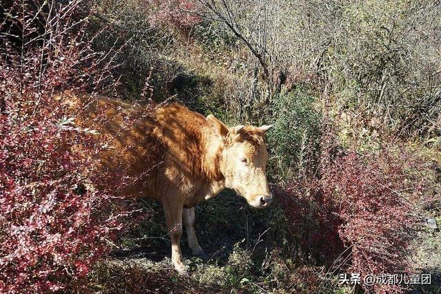 成都不远！这三个地方的红叶，美得很超过！