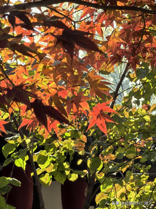常州城东横山桥白龙观 冬日菊花节 采菊东篱下，悠然见横山