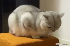 99%的人都不知道，猫咪希望你救救它图片