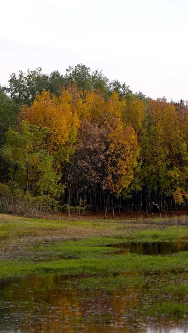 谁说初冬只有萧瑟？来太白湖新区解锁绚烂生机打卡地