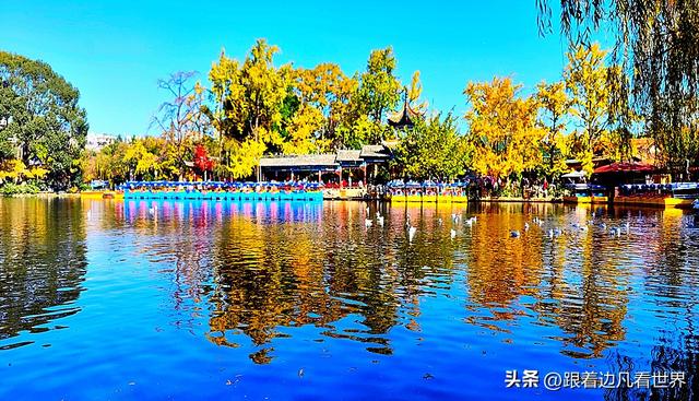 昆明蓝配翠湖银杏黄——藏着昆明最温柔的冬天