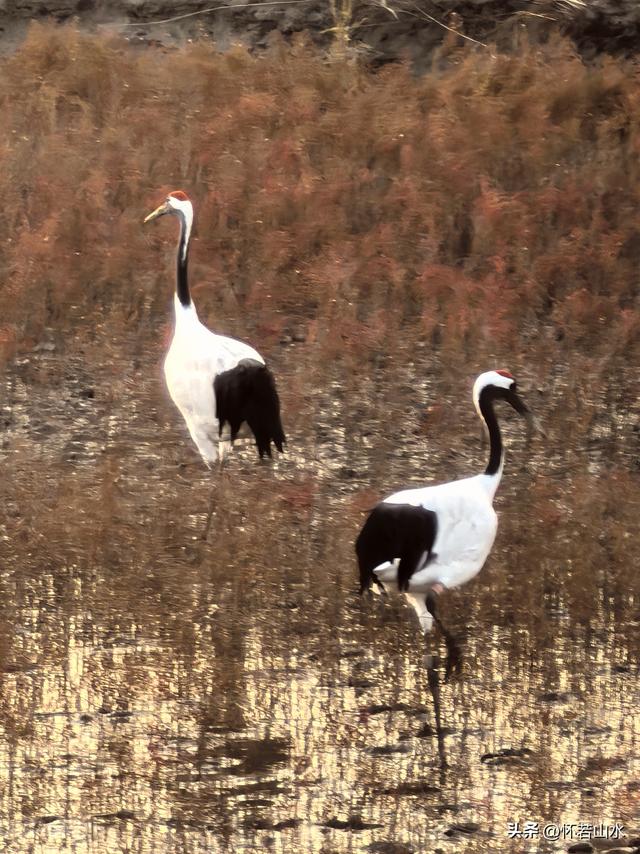 2025辽宁赏秋之旅日记(6)——到辽河口中国最北海岸线看日出 观鸟