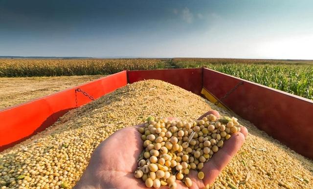 巴西大豆价格暴涨79.9%,中国买家按下暂停键,明年这笔钱还花这吗?