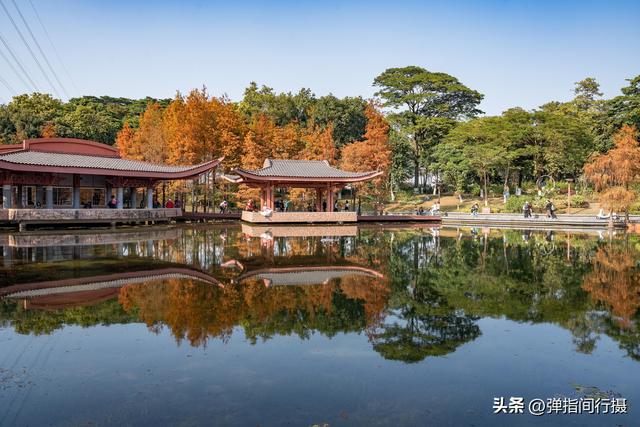 闯入佛山冬日油画！千灯湖落羽杉迎最佳观赏期，下午4点美到窒息