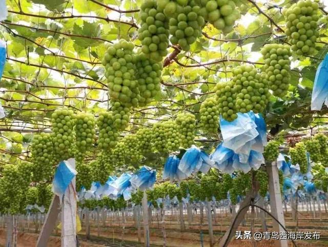 鲜 果 上 市 ！