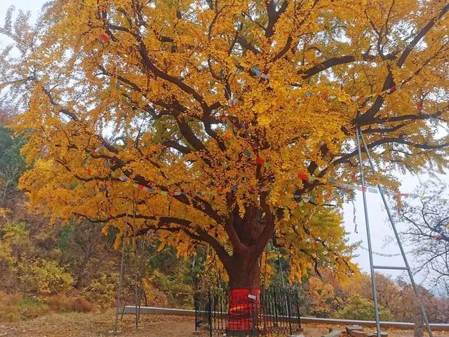 济南的这些千年银杏树美得正当时，最后“黄金期”快去打卡！