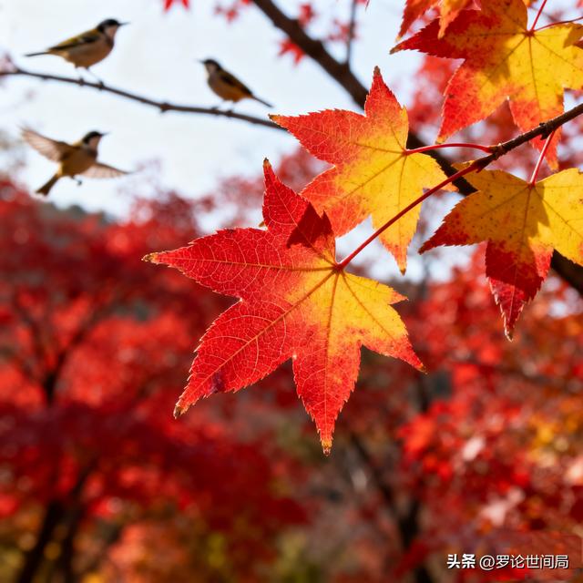北京香山红叶即将红透！10月底到11月初的限定浪漫，错过等一年！