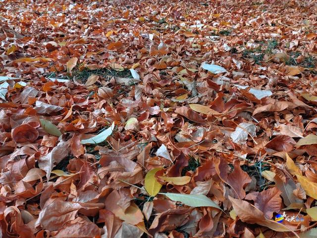 才几天没去,这个公园最近居然变成这样了?!