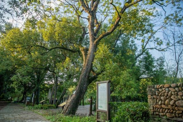 慢村快港，渣濑湾的时空交响