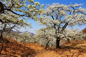 一把手和二把手（2）图片