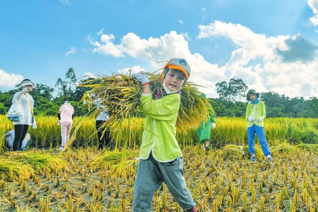 田间废品变赚钱利器！丝瓜络年出口达2000万，城巴佬钱真好赚！