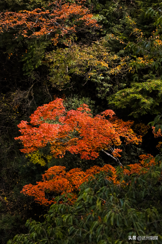 错过等一年！巴山大峡谷秋色刚开场，彩林已美成仙境！